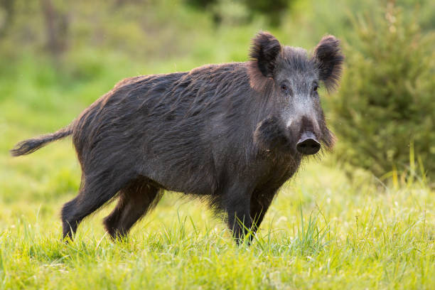 istock Wild boar standing on green pasture in spring nature 1298426293