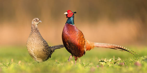 Two common pheasants standing close to each other during spring breeding season stock photo