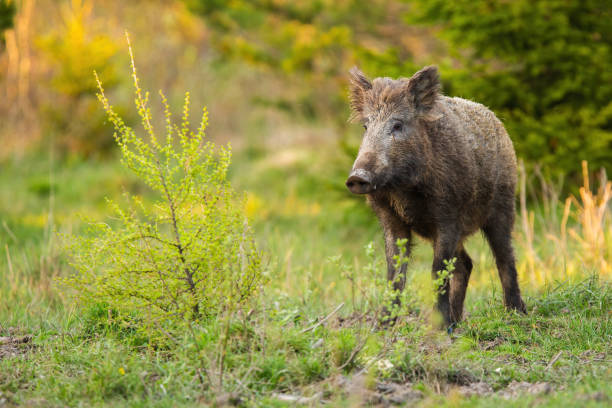 istock Wild boar standing on a meadow with green bush in springtime nature 1298426978