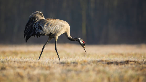 Common crane searching for food in dry grass in autumn nature common crane, grus grus, searching for food in dry grass in autumn nature. Long-leged feathered animal walking on field in fall. Grey bird marching on meadow. eurasian crane stock pictures, royalty-free photos & images