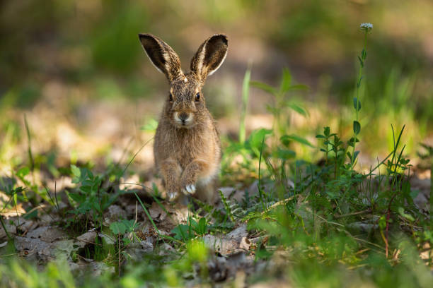 istock Cute brown hare jumping closer on grass in spring nature 1298427435