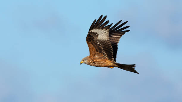 istock Majestic red kite flying in the clear sky from side 1298428069