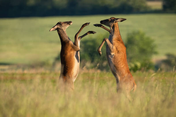 Two red deer hinds fighting on meadow in summertime nature