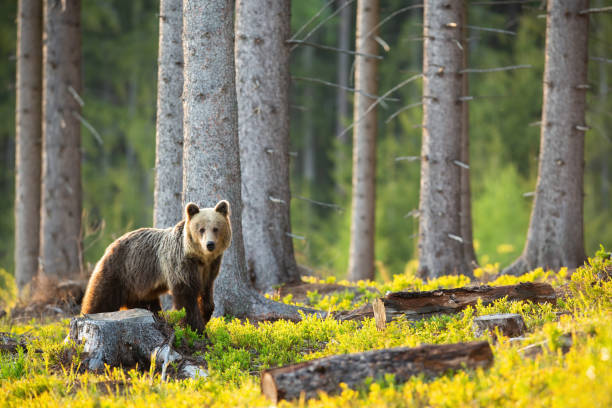 Sad brown bear looking at the stump and cut down tree