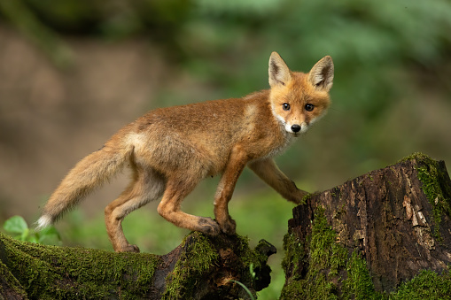 Young red fox, vulpes vulpes, walking on trunk in springtime nature. Little baby animal climbing on stump in forest. Orange cub looking from tree in woodland.