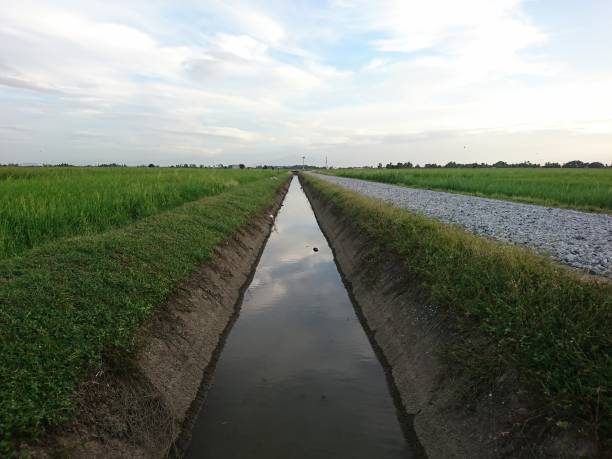 istock Scenery of wide vast paddy field 1298434371
