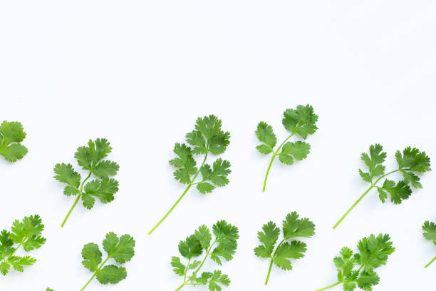 istock Fresh coriander leaves on white 1298434923