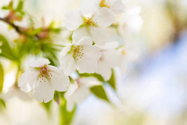 fiore di ciliegio bianco - vibrant color horizontal japan branch foto e immagini stock