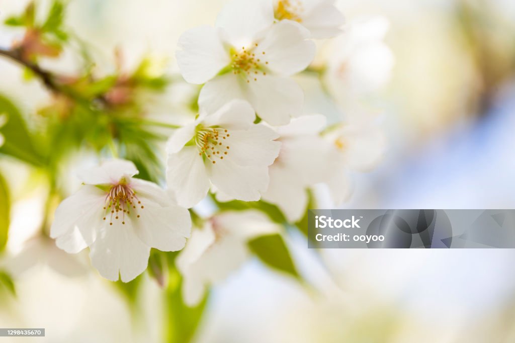 White Cherry Blossom Close up of white cherry blossom Macrophotography Stock Photo