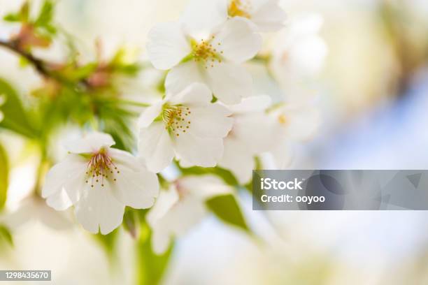 White Cherry Blossom Stock Photo - Download Image Now - Macrophotography, Nature, Yellow