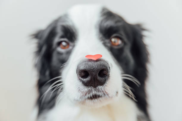 concetto di san valentino. divertente ritratto carino cucciolo cane bordo collie tenendo il cuore rosso sul naso su sfondo bianco. bel cane innamorato il giorno di san valentino fa regalo - flirting humor valentines day love foto e immagini stock