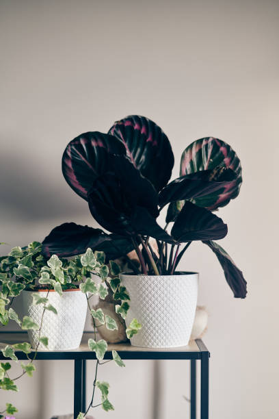 Bush rose calathea medallion in a pot on a shelf Bush rosepictain calathea medallion in a pot on a shelf. Bushes with plants in the interior calathea photos stock pictures, royalty-free photos & images