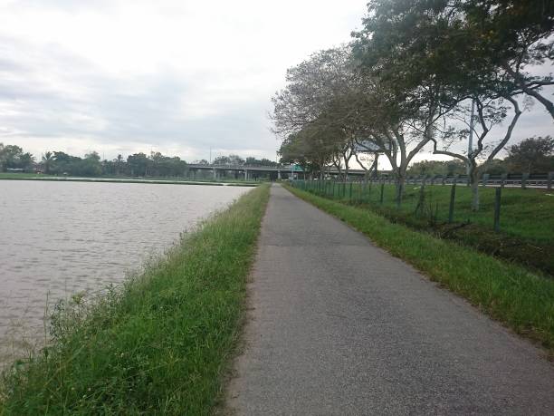 istock Scenery of wide vast paddy field 1298438451