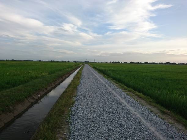 istock Scenery of wide vast paddy field 1298439222