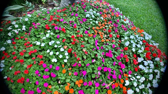 Lavish flowerbeds in ornamental garden
