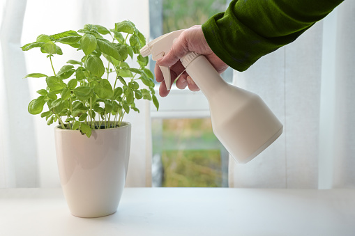 Potted basil plant is sprayed with water, cultivating fresh herbs on the windowsill in the kitchen, selected focus