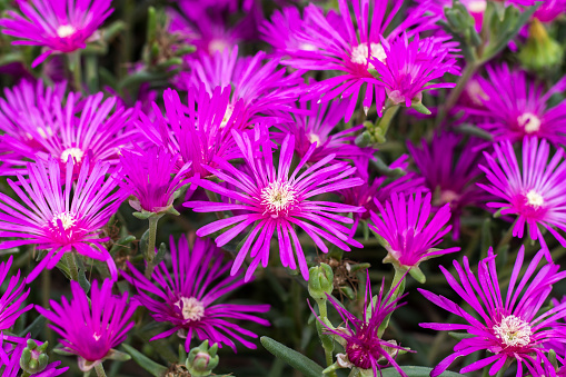 Close-up of Georgia Aster flowers, Symphyotrichum georgianum, is a rare flowering plant of the Compositae family.