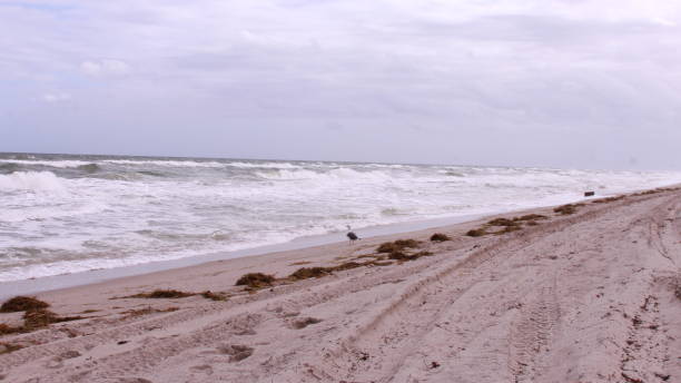 istock Sea weed and ocean waves 1298441669