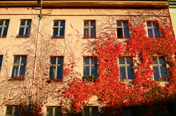 istock Berlin, Germany - October 14, 2013: Red plant climbs on a facade 1298443540