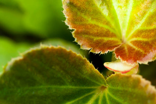 Selective focus of a begonia leaf. The depth of field is very shallow.