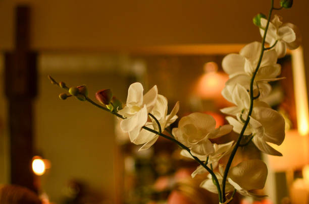 istock Berlin, Germany - October 17, 2013: Blossomed orchidea 1298446296