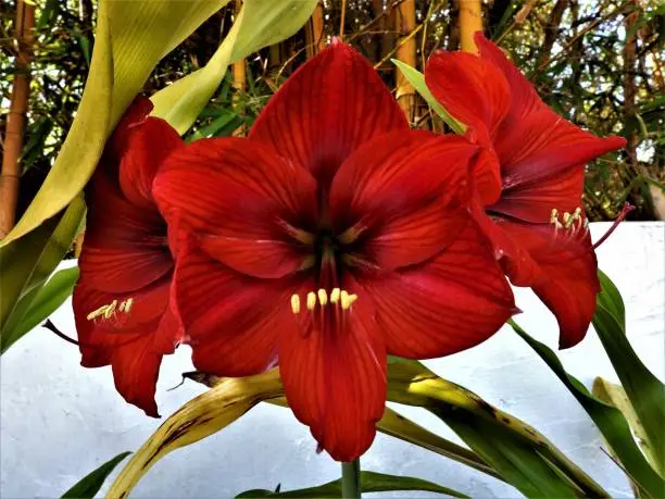 A close up of a red flower