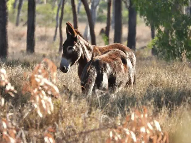 A pair of wild donkeys in the bush