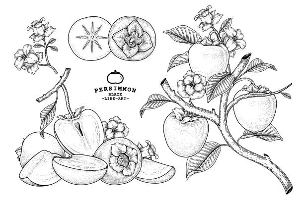 Vector illustration of Set of hachiya persimmon fruit hand drawn elements botanical illustration