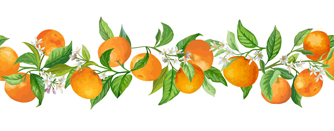 Mandarin Garland Branches Vector Illustration. Vintage Fruits, Flowers and Leaves Greenery hand drawn in Watercolor Style for Design, Background, Floral Cover, Wedding Invitation, Birthday Party