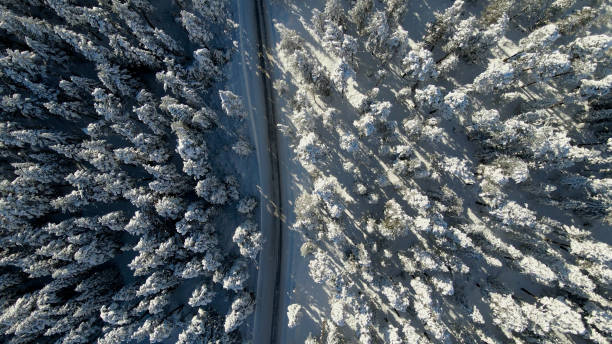 istock Snowy road through trees and forest 1298449335