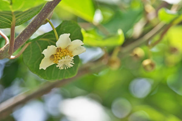 Flower of the kiwi fruit