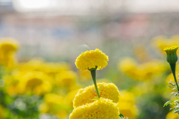 yellow flower African marigold
