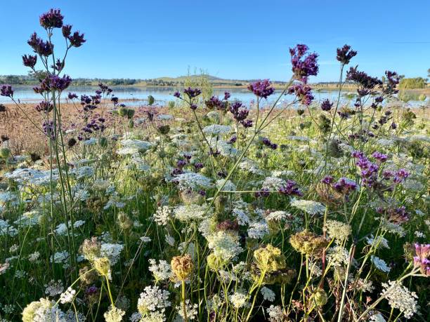 istock Summer Wildflowers at Dangar’s Lagoon 1298456991