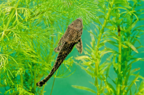 Hypostomus plecostomus Hypostomus plecostomus, also known as the suckermouth catfish or the common pleco, is a tropical fish belonging to the armored catfish family (Loricariidae) hypostomus plecostomus stock pictures, royalty-free photos & images