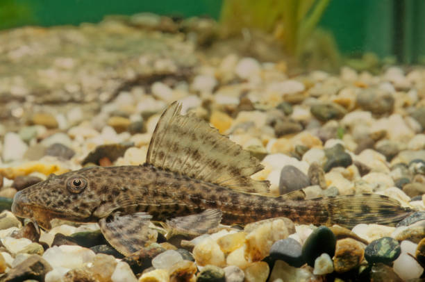 Hypostomus plecostomus Hypostomus plecostomus, also known as the suckermouth catfish or the common pleco, is a tropical fish belonging to the armored catfish family (Loricariidae) hypostomus plecostomus stock pictures, royalty-free photos & images