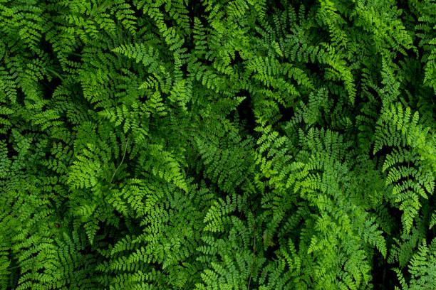 foglie di felci verdi nella foresta, vegetazione naturale sfondo fern pattern - felce foto e immagini stock