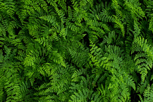 Close-up of green ferns leaves in the forest, natural vegetation fern pattern background