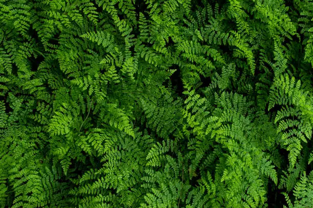 Photo of green ferns leaves in the forest, natural vegetation fern pattern background