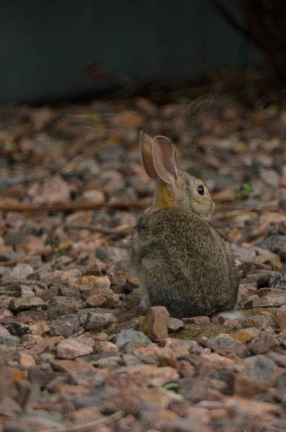 istock Baby rabbit hiding in the rocks. 1298463549