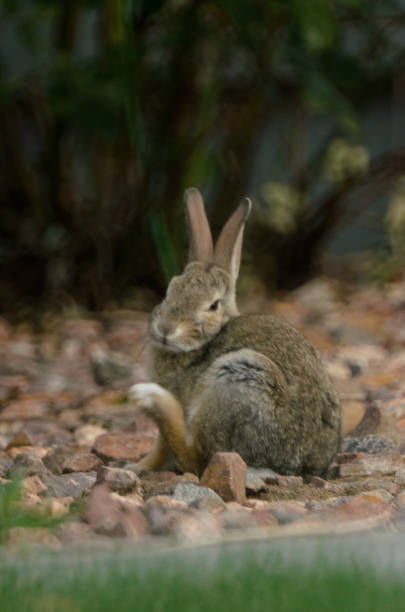 istock A rabbit finishing scratching its face with its back paw. 1298463968