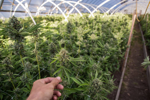 istock Marijuana Farm Industry - weed and commercial cannabis 1298465587