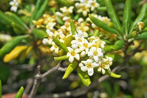 istock Pittosporum tobira 1298466732