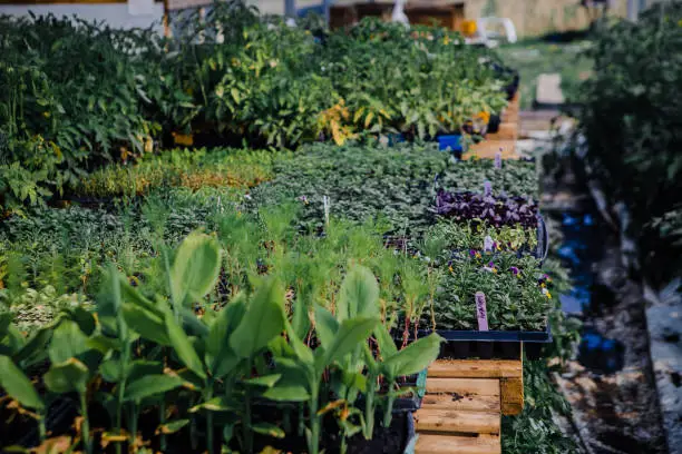 Photo of vegetable plants