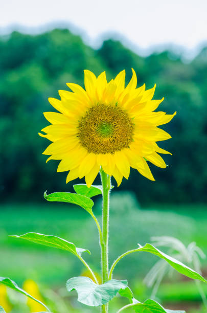 istock Field of sunflowers 1298467300
