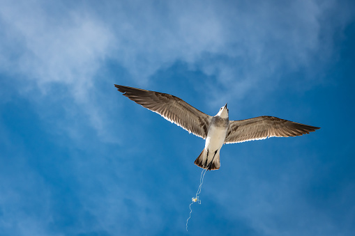 Seagull flying with a fishing line stuck around its foot next to a beach of Florida.