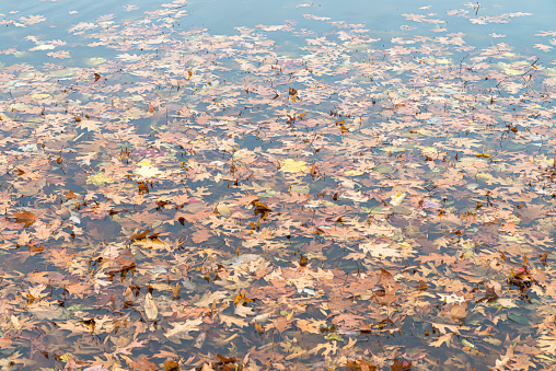 Calm lake surface covered with dry autumn leaves with sky reflecting