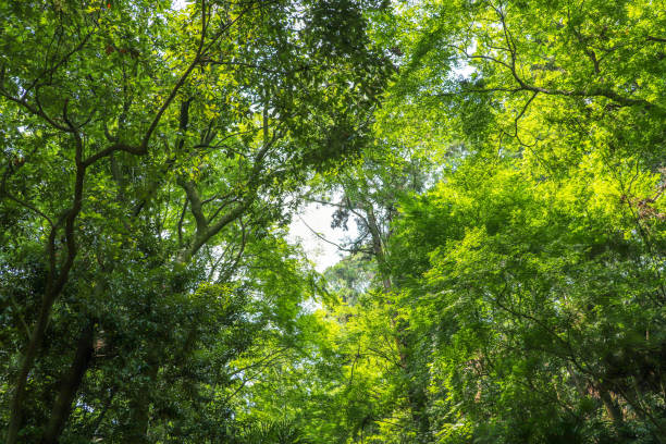 istock Looking up into the sky from the forest 1298474924