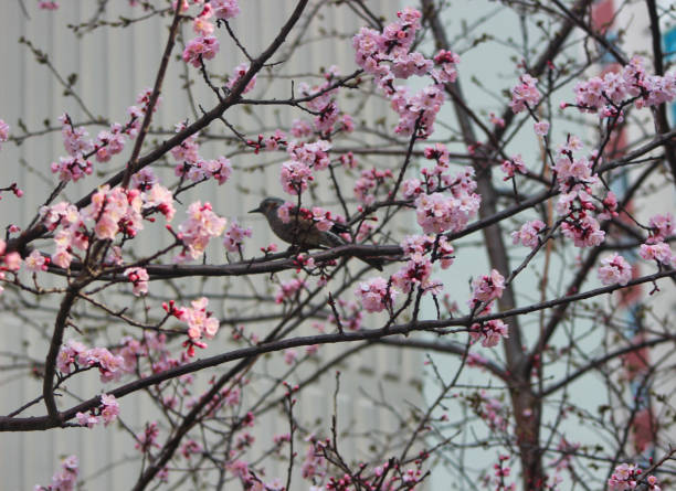 вишня brossoms цветущие в квартире, пусан, корея, азия - south corea стоковые фото и изображения