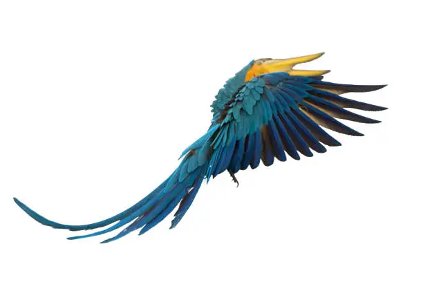 Photo of Blue and gold macaw flying isolated on white background