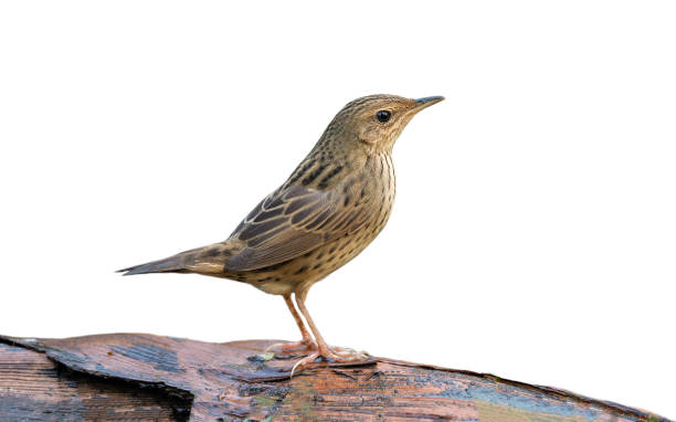 istock Lanceolated Warbler isolated on white background, Bird isolated 1298478216